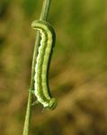 Gilpinia variegata
